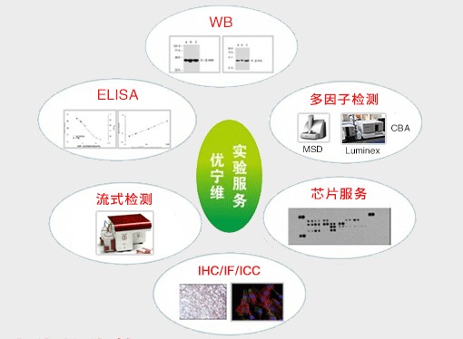 優(yōu)寧維 專業(yè)抗體供應(yīng)商，隆重推出全面實驗技術(shù)服務(wù)